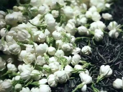 喝茶治口臭嗎，什么茶治口臭好？
