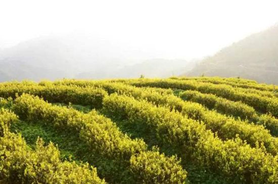 黃金茶的功效及禁忌癥，黃金茶有什么副作用嗎？