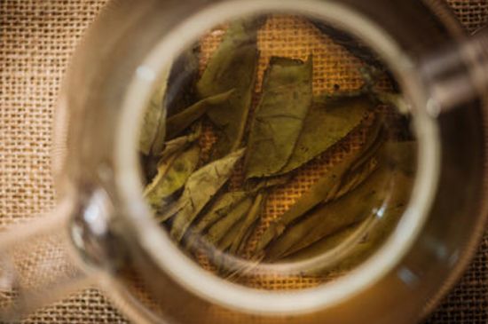 苦丁茶副作用，苦丁可以經(jīng)常喝嗎？