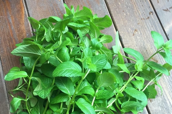 薄荷茶的功效與作用，喝薄荷茶有什么好處？