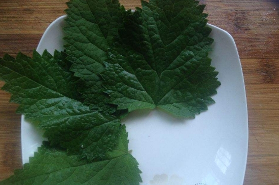 薄荷茶的功效與作用，喝薄荷茶有什么好處？