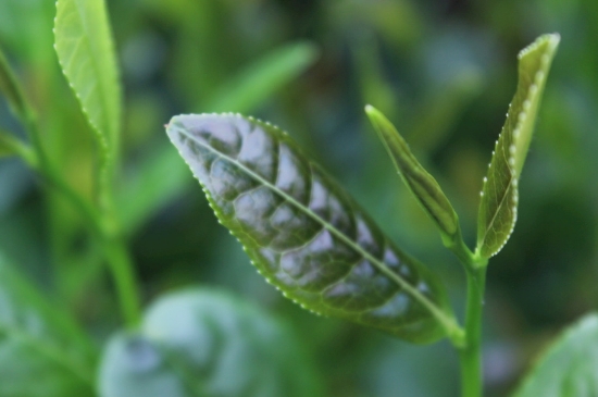 綠茶第一泡要倒掉嗎，為什么綠茶第一泡不喝？