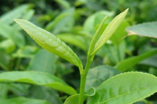 最耐泡的茶葉排名，什么茶葉經(jīng)久耐泡？