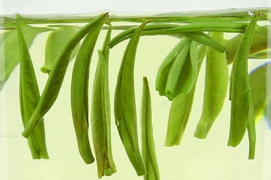 雀舌茶什么人不能喝，雀舌茶的功效與禁忌