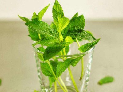 喝茶治口臭嗎，什么茶治口臭好？