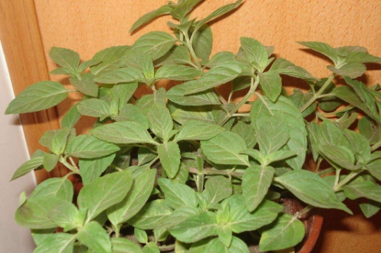 薄荷茶的功效與作用，喝薄荷茶有什么好處？