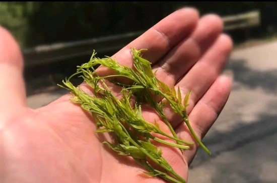 張家界茅巖莓茶與藤茶是同一種茶嗎，藤茶跟莓茶一不一樣？