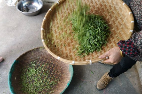 炒青茶為什么便宜，炒青綠茶好喝嗎？