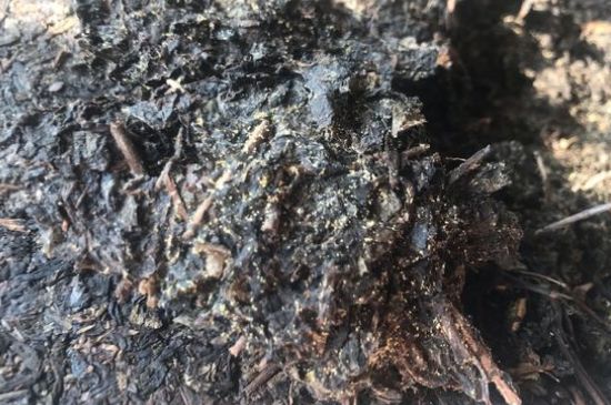 茯茶可以放在冰箱里存放嗎，茯磚茶如何儲存？