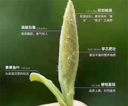 春茶季怎么辨別白毫銀針的好壞，好的白毫銀針如何選購？