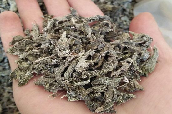 張家界莓茶真假對(duì)比，野生莓茶的鑒別方法