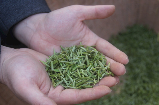 茶葉可以放冰箱嗎，茶需要放冰箱保存嗎