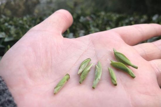 春茶季怎么辨別白毫銀針的好壞，好的白毫銀針如何選購？