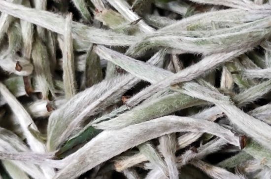 春茶上市白茶的好壞怎么區(qū)分，春白茶怎么分辨好不好？