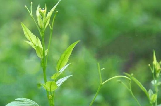 茅巖莓茶別名是什么，莓茶別名叫藤茶嗎？