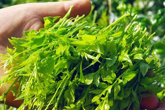 茅巖莓茶別名是什么，莓茶別名叫藤茶嗎？