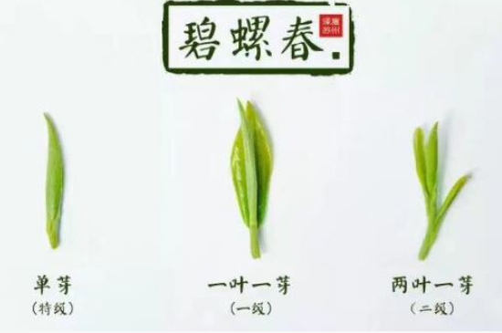 真假碧螺春泡水后區(qū)別，蘇州洞庭碧螺春怎樣鑒別好壞？