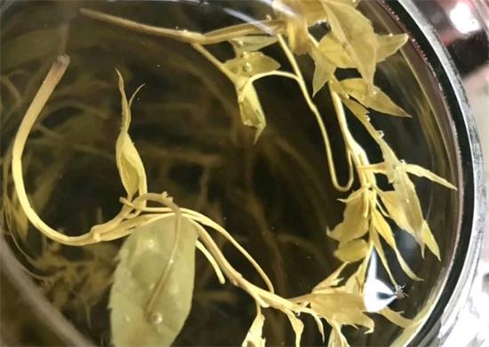 張家界茅巖莓茶與藤茶是同一種茶嗎，藤茶跟莓茶一不一樣？