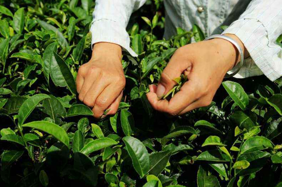 采茶的方法與步驟，如何正確采摘茶葉？
