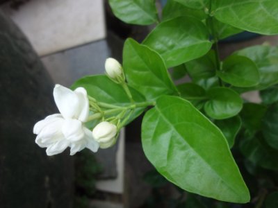 茉莉和什么一起泡最好，茉莉茶有幾種搭配？