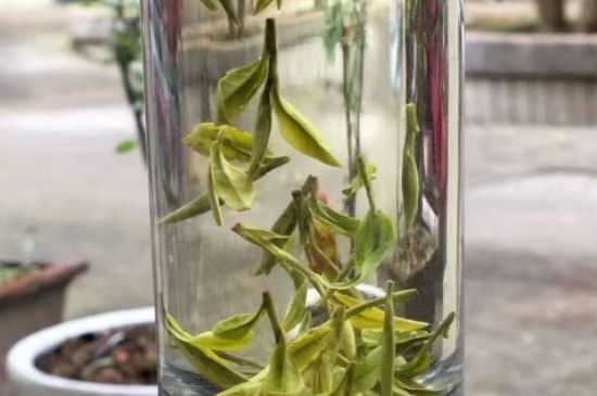 蒸汽煮茶器適合什么茶，蒸汽煮茶器適合用綠茶嗎？