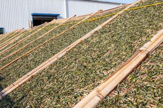 武夷巖茶的初制、精制加工工藝詳細(xì)講解