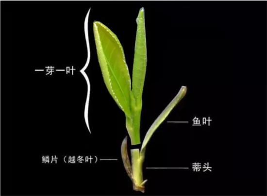 摘茶葉最快的方法，采摘茶葉怎么才能快？