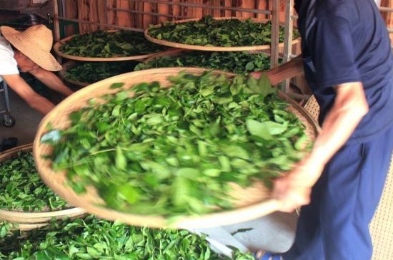 武夷巖茶的初制、精制加工工藝詳細(xì)講解
