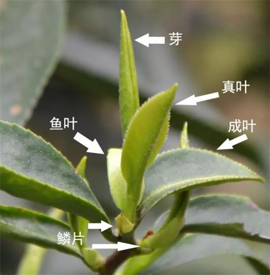 摘茶葉最快的方法，采摘茶葉怎么才能快？