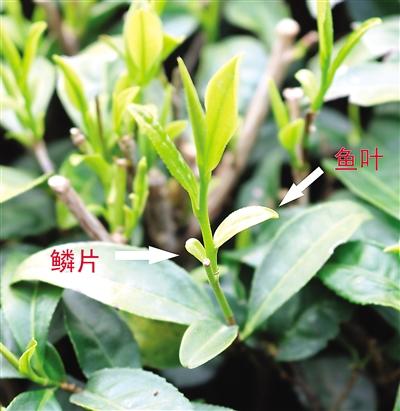 摘茶葉最快的方法，采摘茶葉怎么才能快？