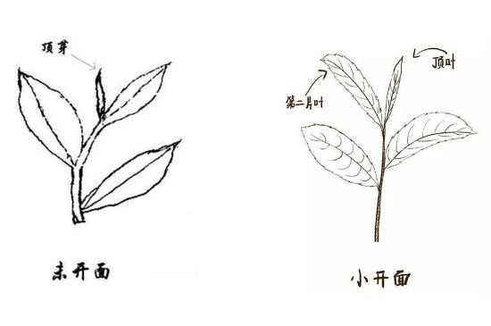 武夷巖茶的初制、精制加工工藝詳細(xì)講解