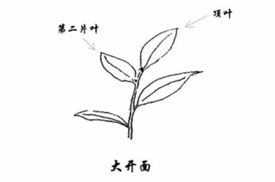 武夷巖茶的初制、精制加工工藝詳細(xì)講解