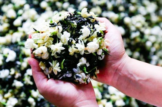 茉莉花和什么在一起喝好，茉莉花喝什么茶搭配？