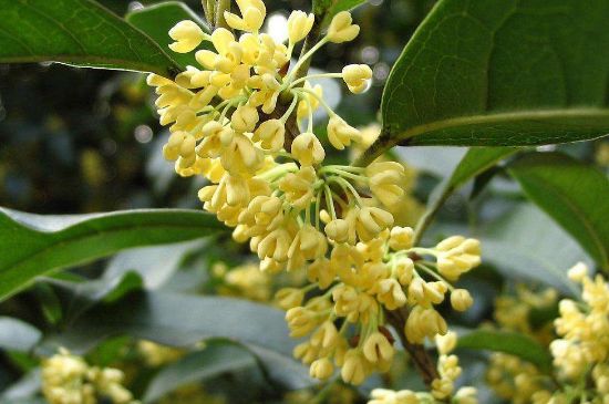 干桂花茶的制作方法，怎樣自制桂花茶？