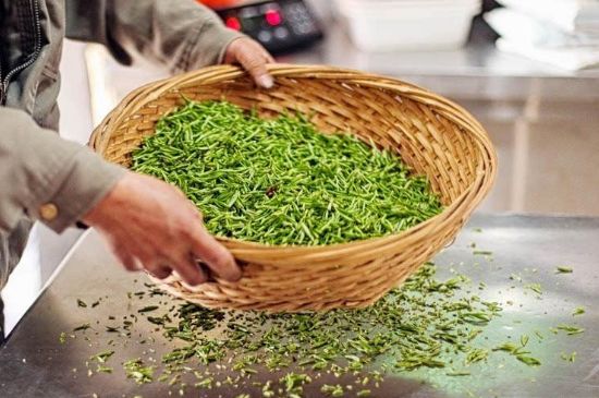 武夷巖茶的初制、精制加工工藝詳細(xì)講解