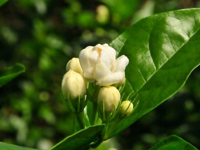 好茉莉茶多少錢一斤，茉莉花茶價格