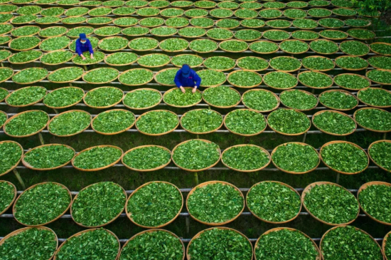 綠茶加工工藝流程圖，綠茶的加工制作包含哪幾個步驟？