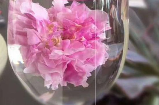 干玫瑰花泡水放幾顆，玫瑰花泡水一次放幾朵？