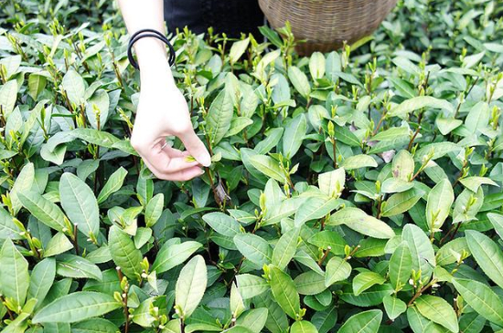 采茶的方法與步驟，如何正確采摘茶葉？