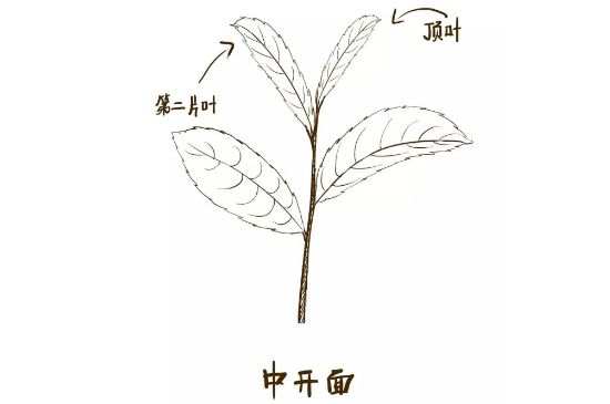 武夷巖茶的初制、精制加工工藝詳細(xì)講解