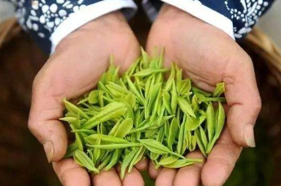 摘茶葉最快的方法，采摘茶葉怎么才能快？