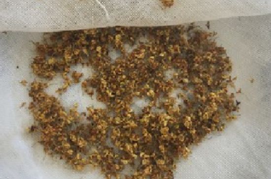 干桂花茶的制作方法，怎樣自制桂花茶？