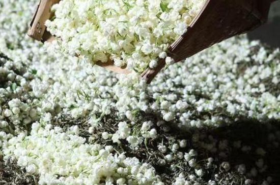 茉莉茶葉的功效與禁忌，什么人不適合喝茉莉花茶？