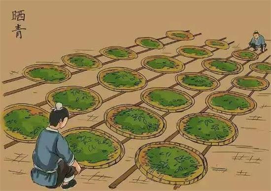 制茶八步驟，制茶工藝流程圖