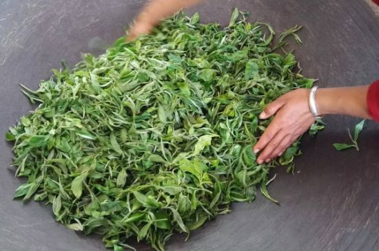 龍井茶炒茶葉怎么炒出好茶色，茶葉怎樣做出來最綠？