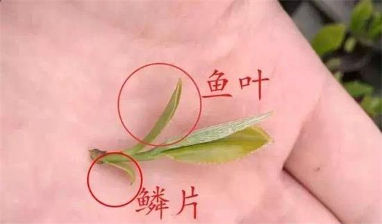 摘茶葉最快的方法，采摘茶葉怎么才能快？