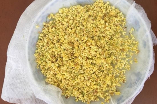 干桂花茶的制作方法，怎樣自制桂花茶？