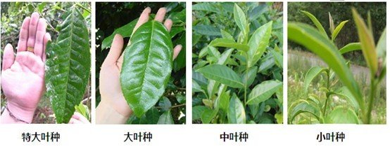 摘茶葉最快的方法，采摘茶葉怎么才能快？