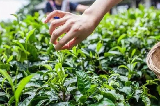 綠茶加工工藝流程圖，綠茶的加工制作包含哪幾個步驟？