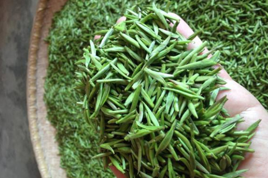 采茶的方法與步驟，如何正確采摘茶葉？